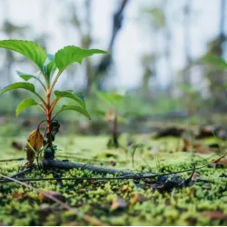 We are collaborating with Tree-Nation!